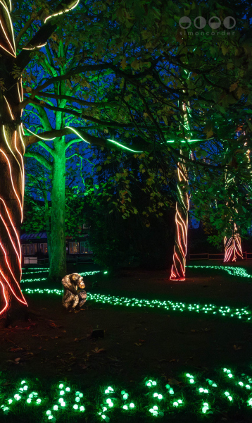 Chester Zoo, Lanterns and Light