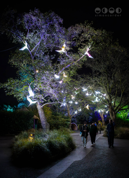 Chester Zoo, Lanterns and Light