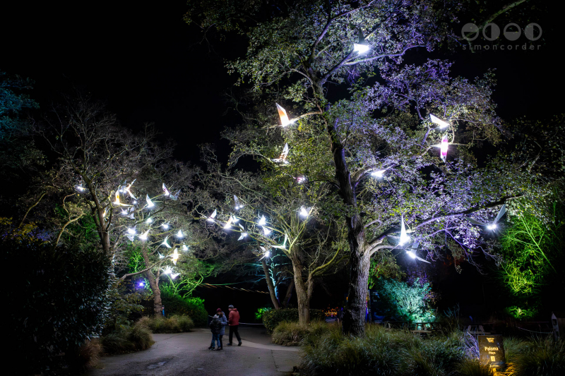 Chester Zoo, Lanterns and Light