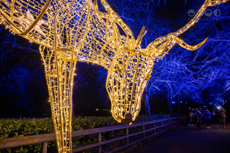 Chester Zoo, Lanterns and Light