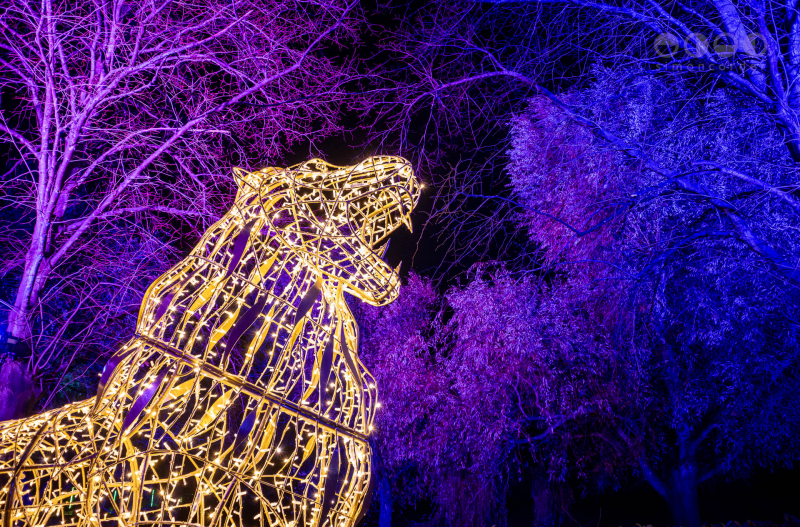 Chester Zoo, Lanterns and Light