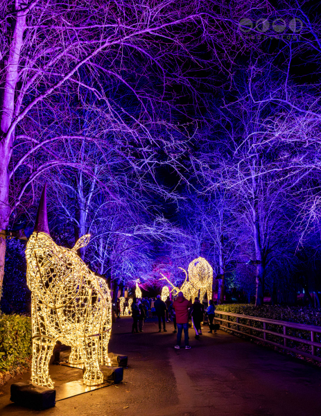 Chester Zoo, Lanterns and Light