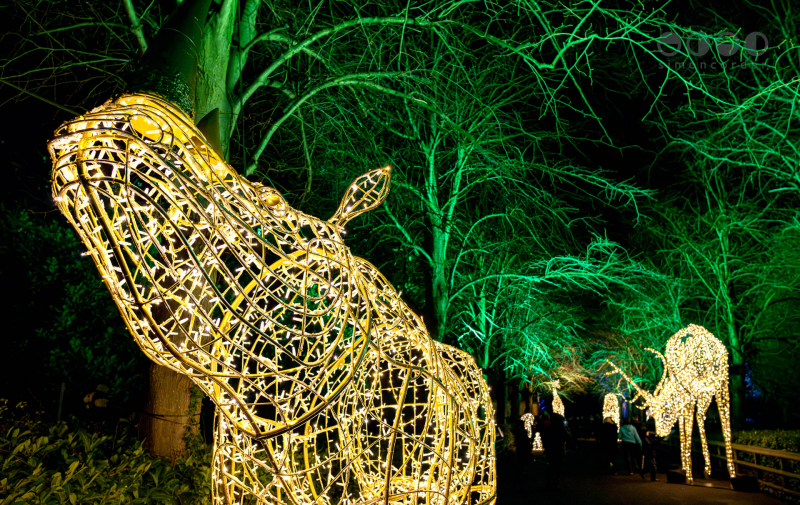 Chester Zoo, Lanterns and Light