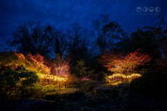 Chester Zoo, Lanterns and Light