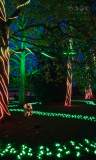 Chester Zoo, Lanterns and Light