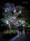 Chester Zoo, Lanterns and Light