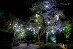 Chester Zoo, Lanterns and Light