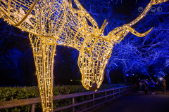 Chester Zoo, Lanterns and Light