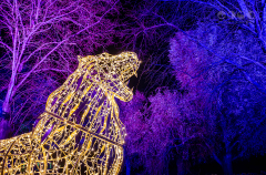Chester Zoo, Lanterns and Light