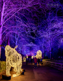 Chester Zoo, Lanterns and Light