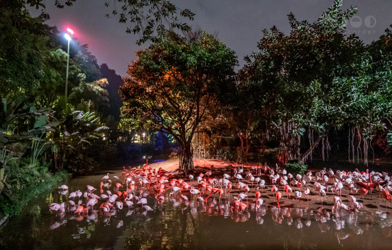 Chimelong Safari