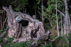 Chimelong Safari
