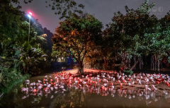 Chimelong Safari