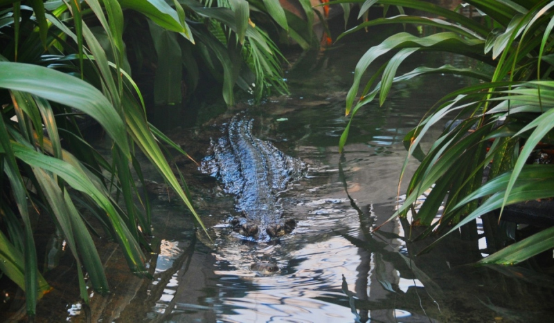False Gharial