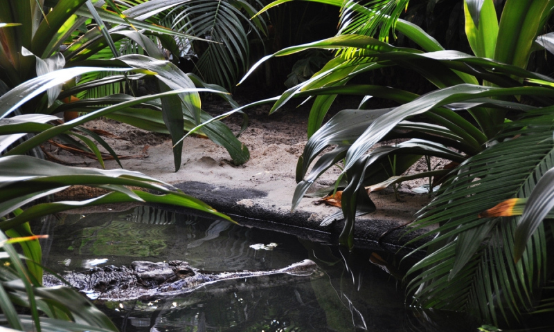 False Gharial