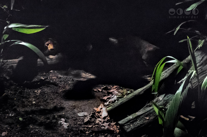 Night Safari, Singapore