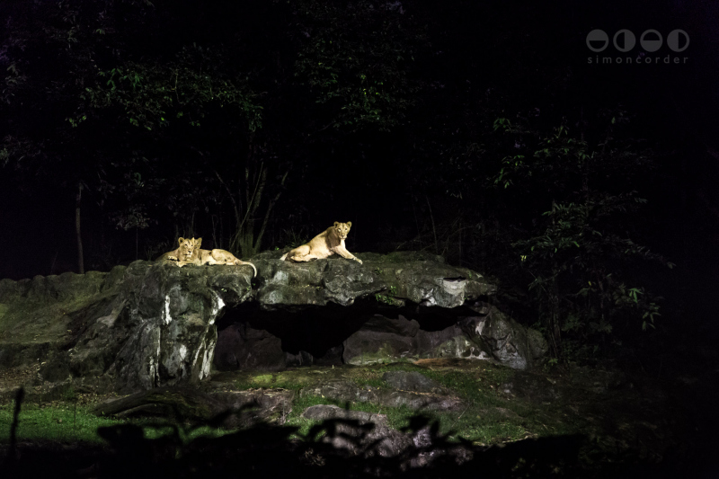 Night Safari, Singapore