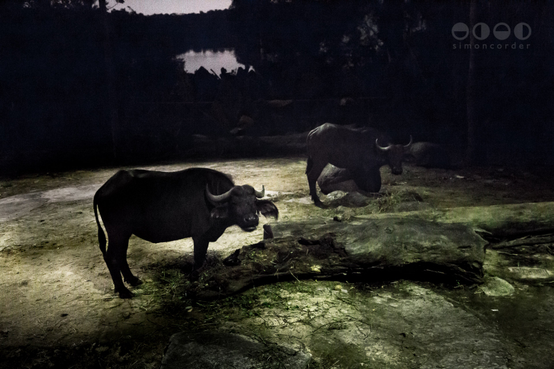 Night Safari, Singapore