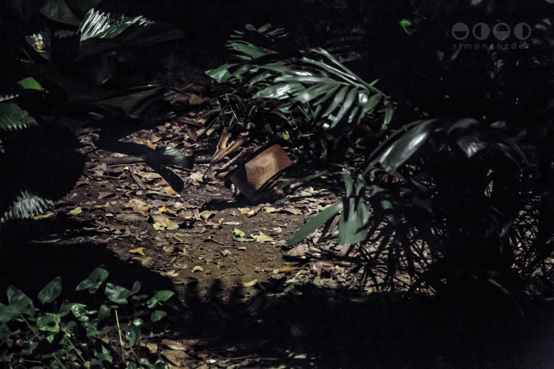 Night Safari, Singapore