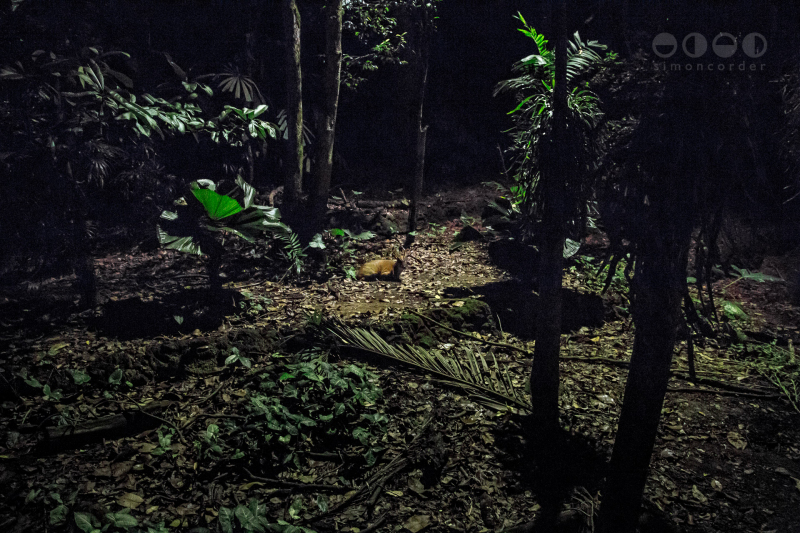 Night Safari, Singapore
