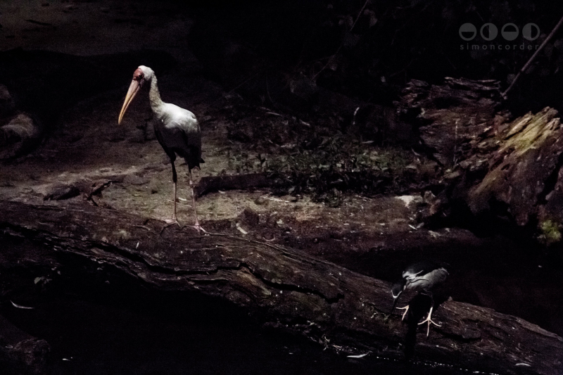 Night Safari, Singapore