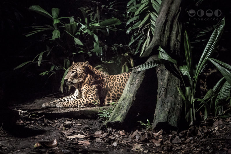 Night Safari, Singapore