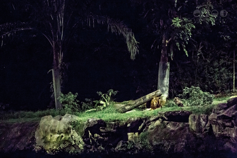 Night Safari, Singapore