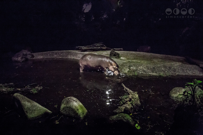 Night Safari, Singapore