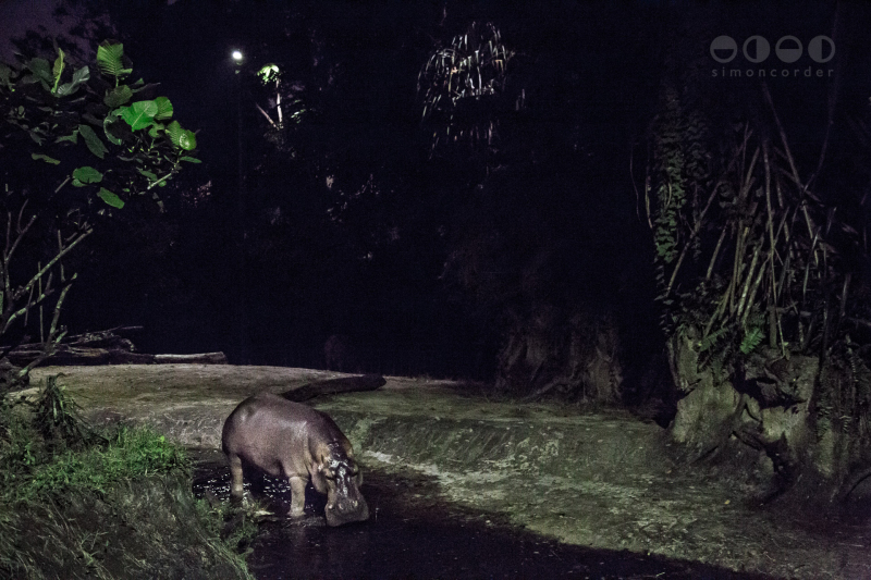 Night Safari, Singapore