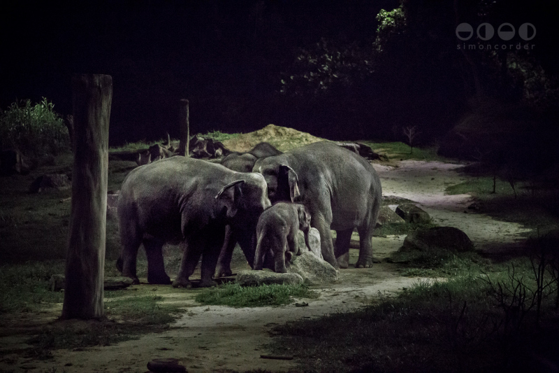 Night Safari, Singapore