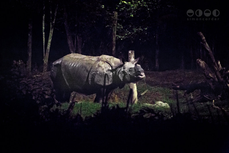 Night Safari, Singapore