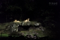 Night Safari, Singapore