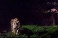 Night Safari, Singapore