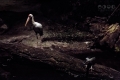 Night Safari, Singapore
