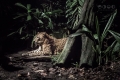 Night Safari, Singapore