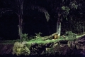 Night Safari, Singapore