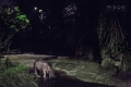 Night Safari, Singapore