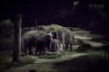 Night Safari, Singapore