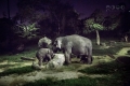 Night Safari, Singapore