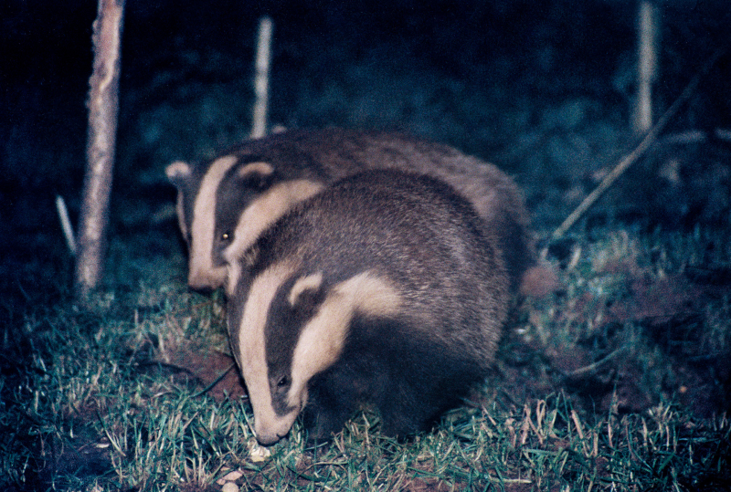 Badger Watch