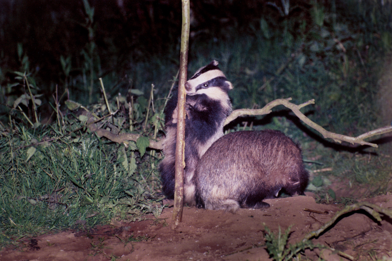 Badger Watch