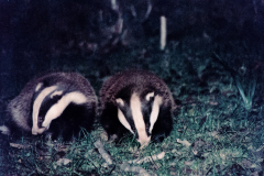 Badger Watch